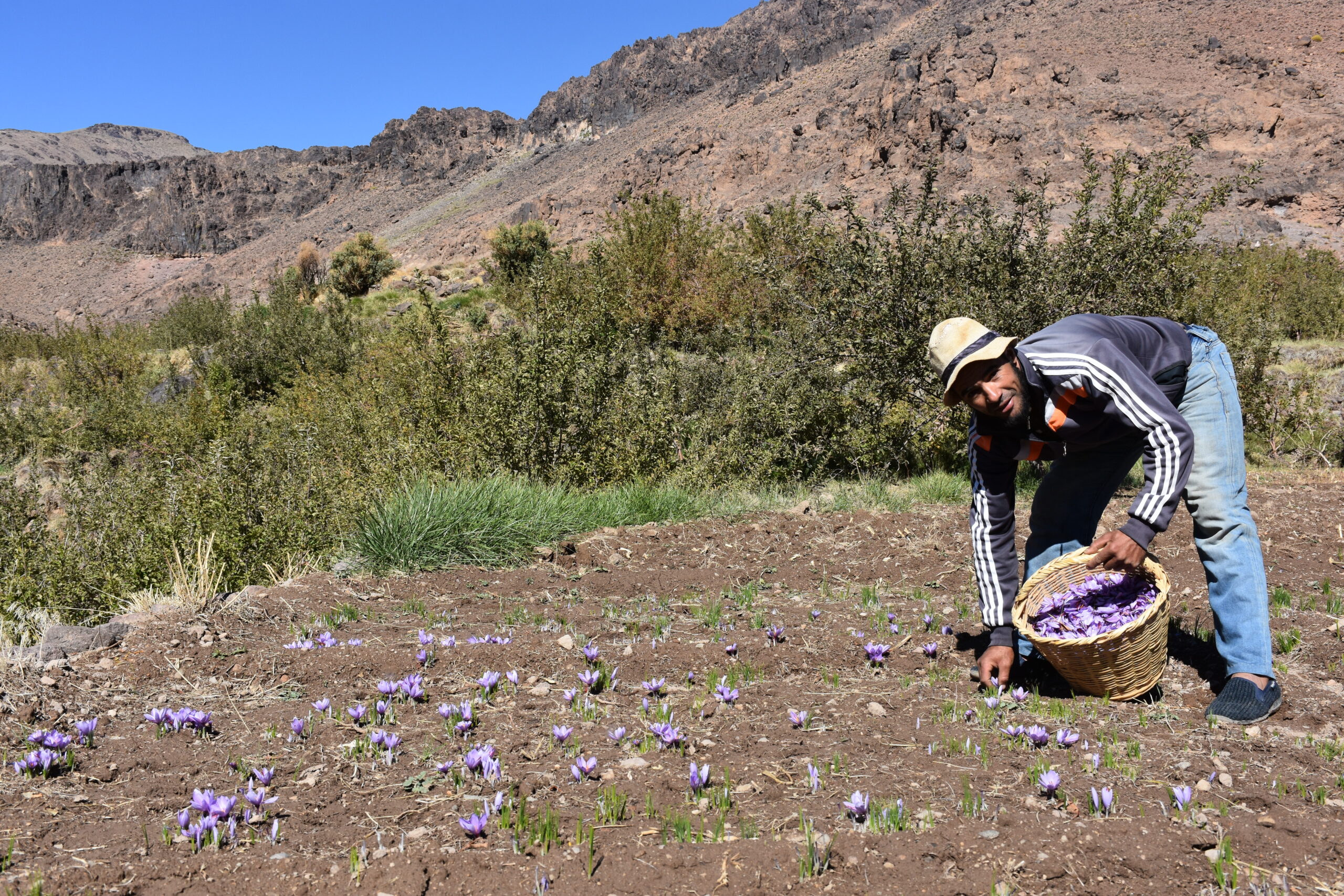 Harvesting Saffron is an art that machines couldn’t do perfectly